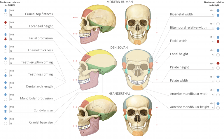 Decoding Denisovans Using DNA