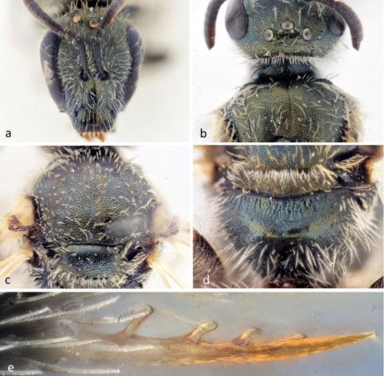 Photo Credit - Bee: Alain Pauly, Belgian Journal of Entomology