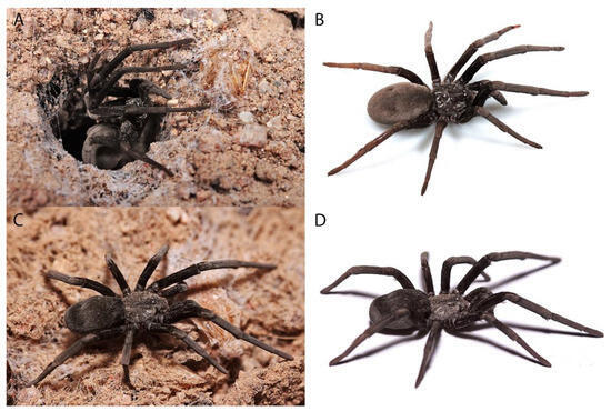 New Species of Spiders Discovered in Southern Israel