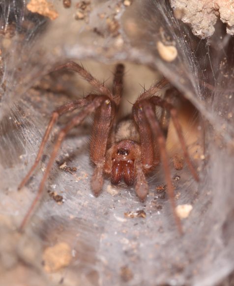 new spider
