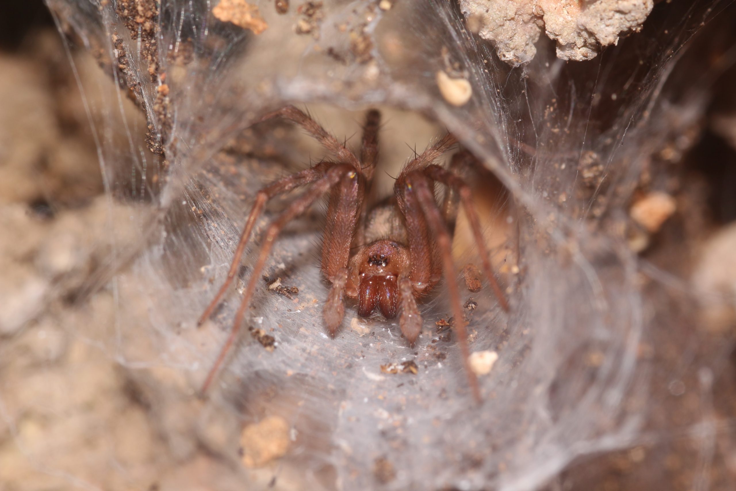 New Species of Spiders Discovered in Southern Israel