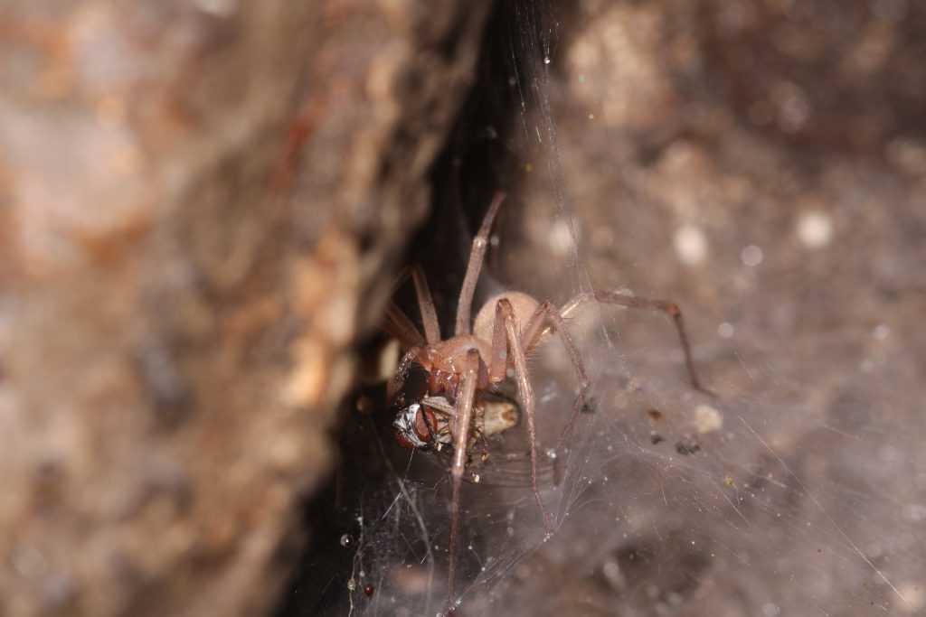 7 new spider species discovered in caves in Israel