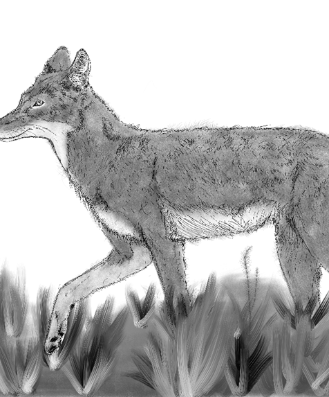 Sketch of an Ethiopian wolf