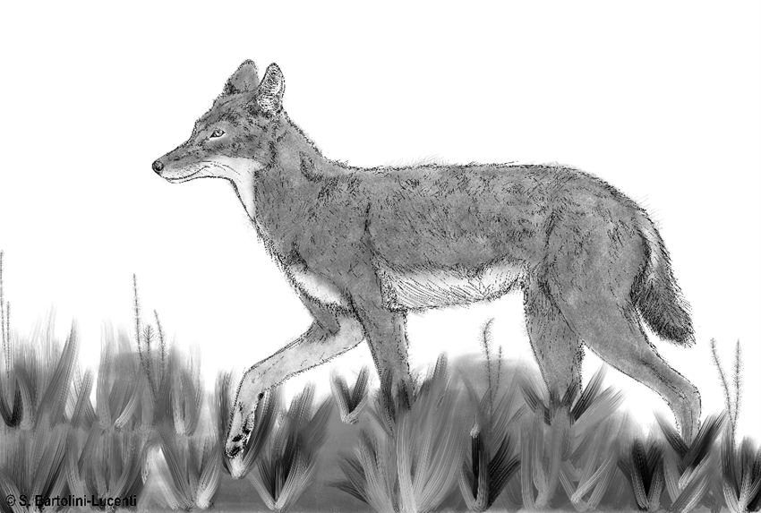 Sketch of an Ethiopian wolf