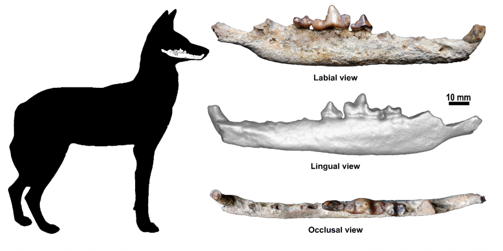 Bones of an Ethiopian wolf 