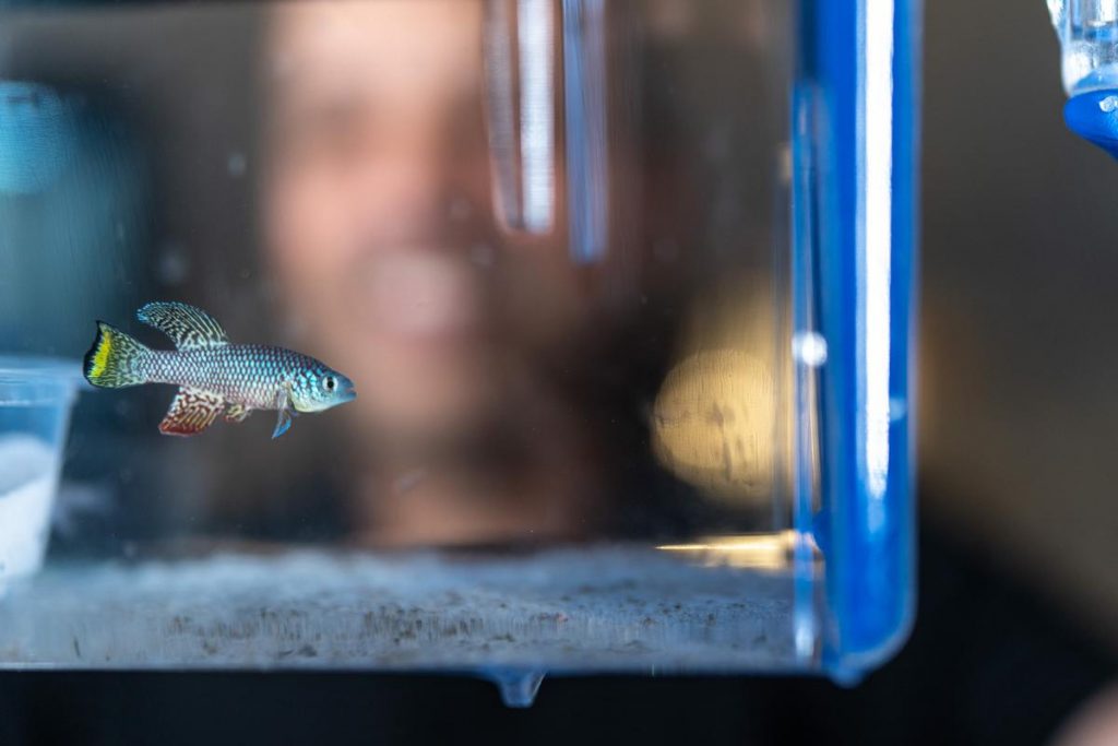 Turquoise killifish