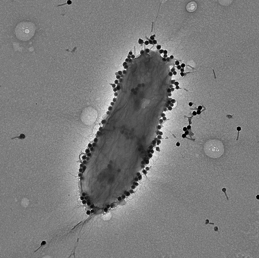 Visualization of the phage PASA16. Credit: Ronen Hazan