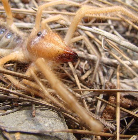 Close up of a camel spider