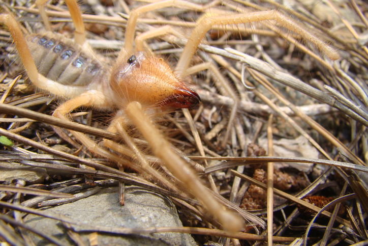 Close up of a camel spider