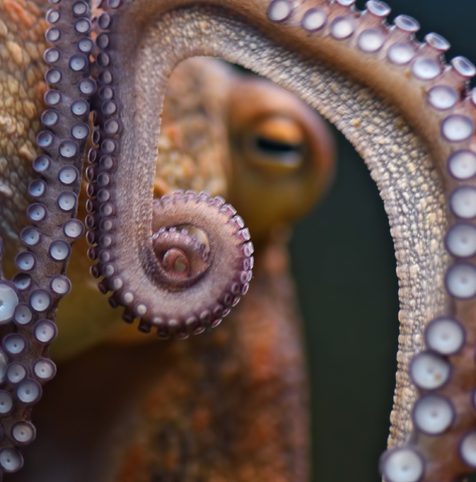 octopus