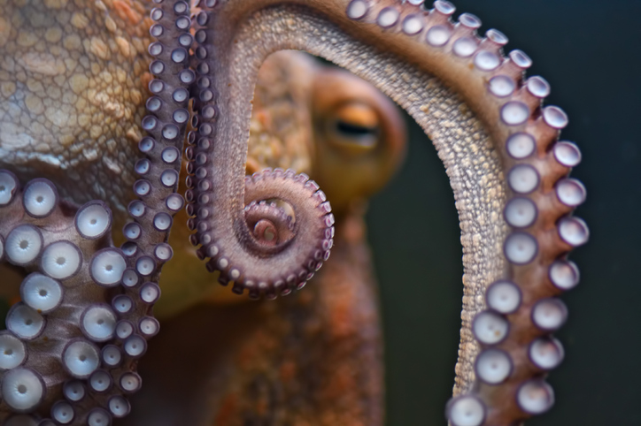 octopus