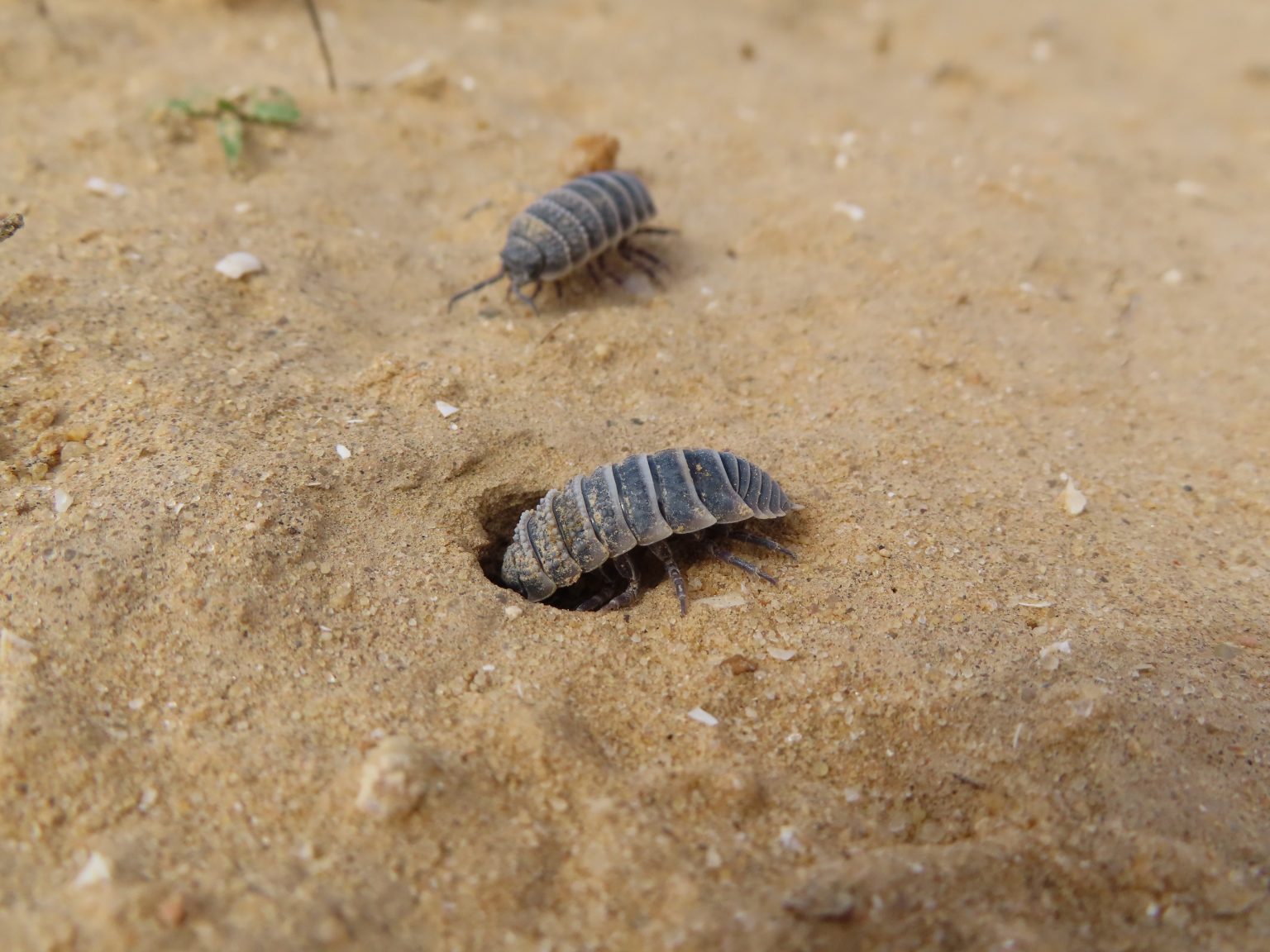 Safer Sex: How Israel's Desert Isopods Choose Burrows to Mate and Avoid ...
