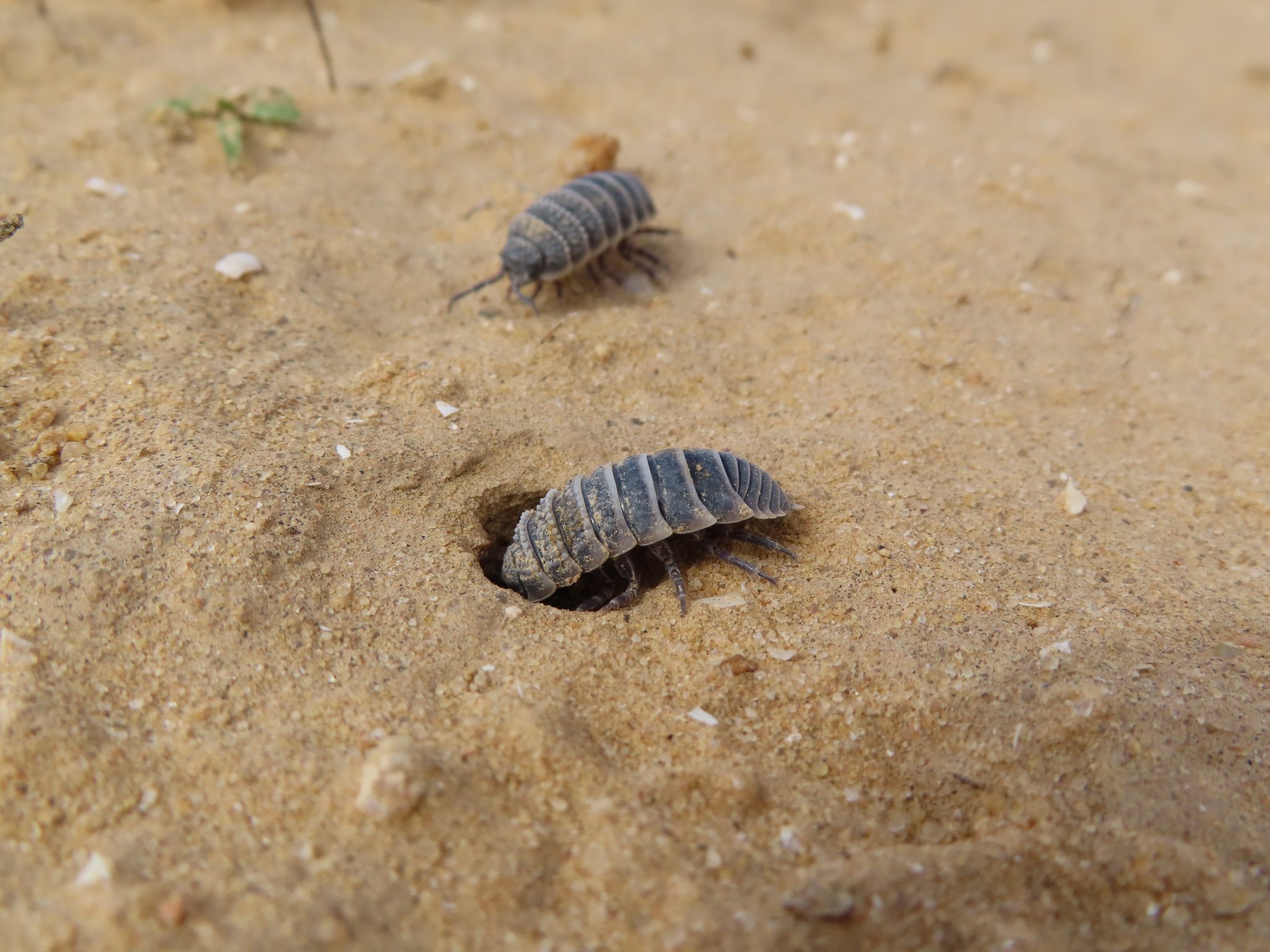 Safer Sex: How Israel's Desert Isopods Choose Burrows to Mate and Avoid ...