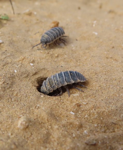 A desert isopod female assesses a potential burrow while another one observes from a distance. Credit: Dror Hawlena