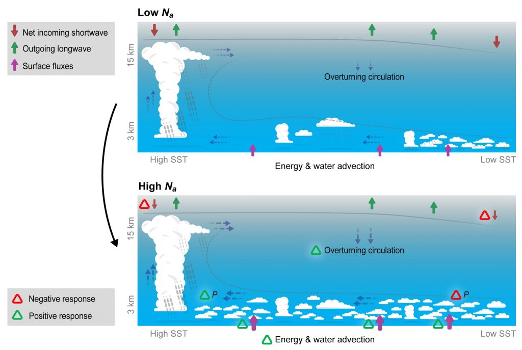 A schematic representation of the coupling between clouds and circulation in the tropics under clean conditions (top) and the response of this coupled system to an increase in air pollution concentration (bottom). It demonstrates that under polluted conditions the circulation becomes stronger, which intensifies the cloudiness that acts to cool the planet.  