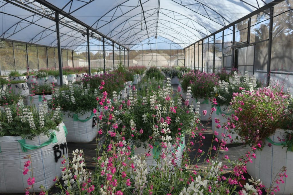 Annuals serve as the ecological equivalent of laboratory mice due to their petite stature and rapid generational turnover. Scientists employ them to create microcosms," which are experimental ecological communities. Credit: Niv DeMalach