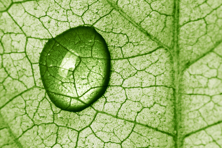 water drop on plant leaf
