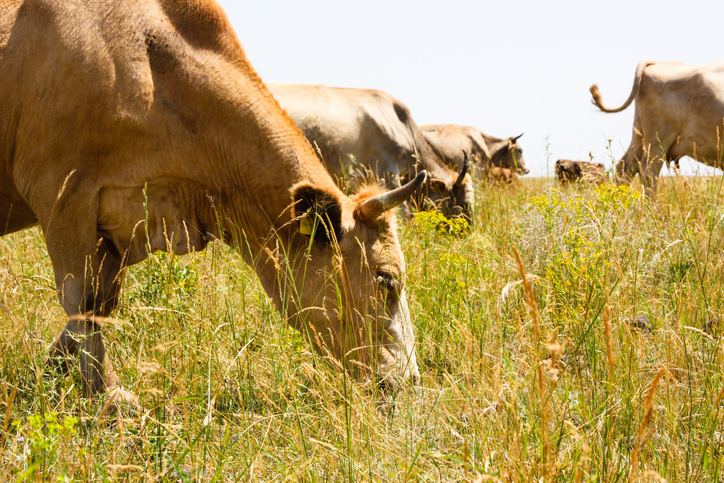 Herd of cows