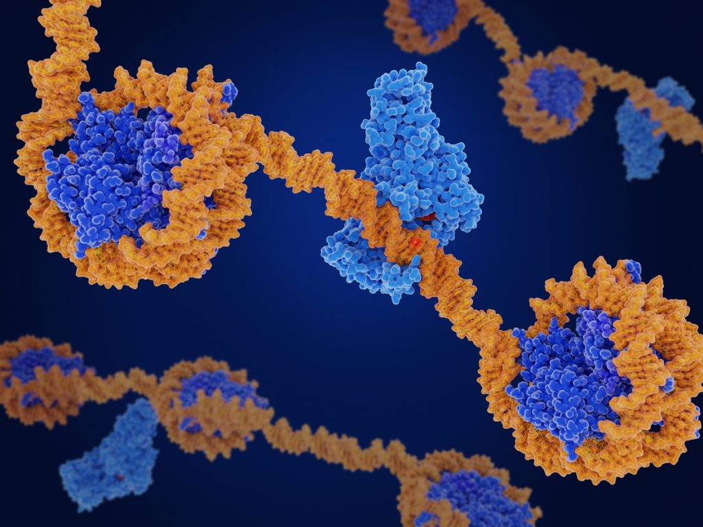 DNA methylation is the main epigenetic modfication of DNA. Methylation (white spot) can change the activity of a DNA segment. The DNA methyl transferase I (light blue) transfers a methyl group from S-adenosyl methionine (red) mostly to cytosine bases of the human DNA. Source: PDB entry 3pt6