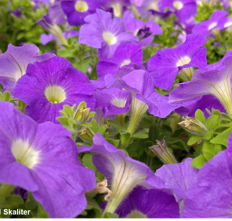 Petunias
