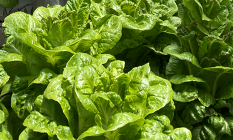 Lettuce | Credit: Yarin Livneh