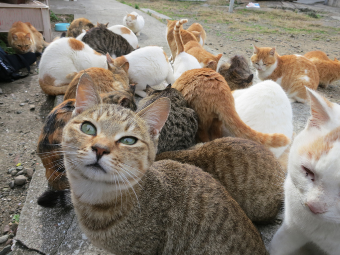 A lot of cats