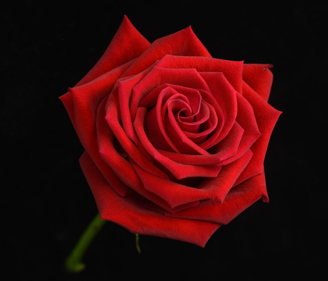 a rose